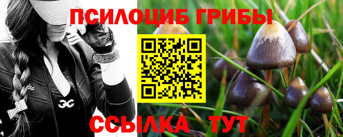 Камышлов  Галлюциногенные грибы Cubensis  Вход с VPN 